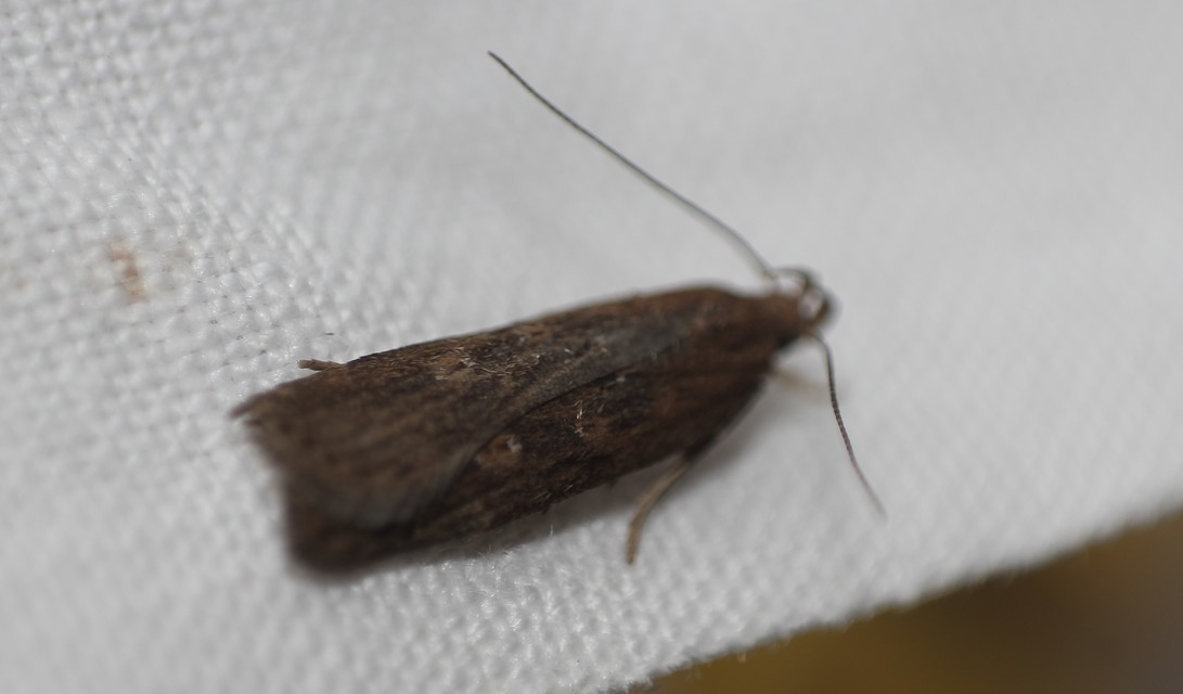Helcystogramma triannulella - szuláksodró lápimoly