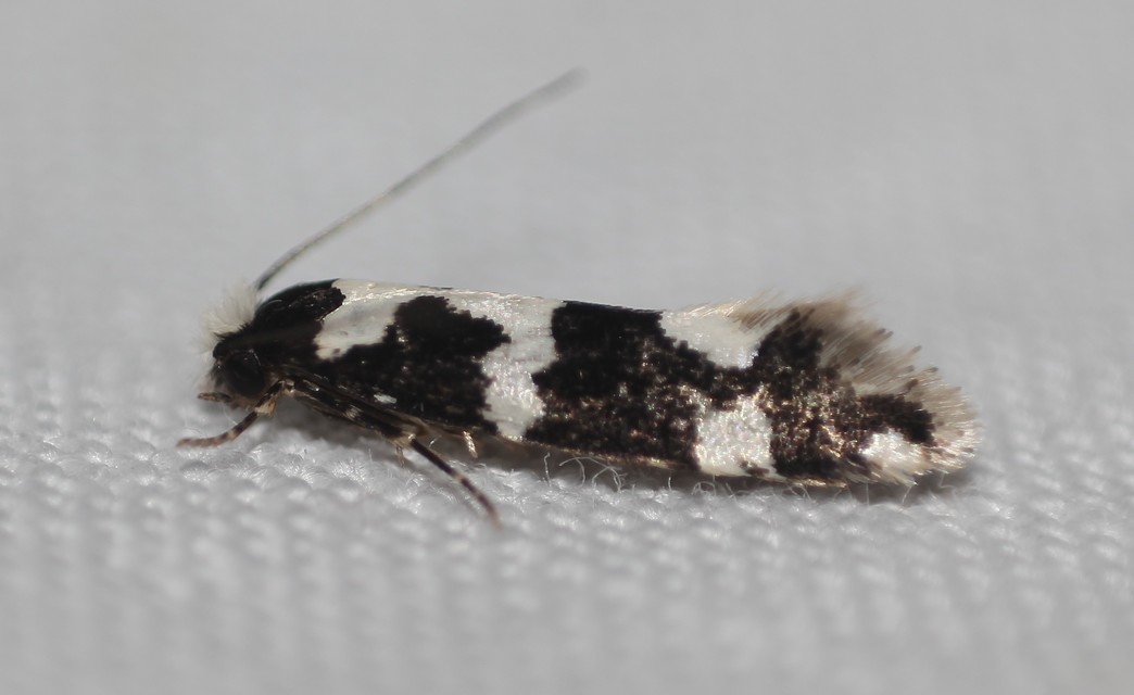 Neurothaumasia ankerella - magyarmoly
