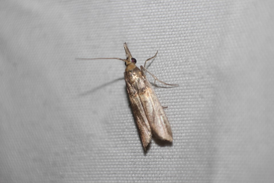 Etiella zinckenella - akácmoly