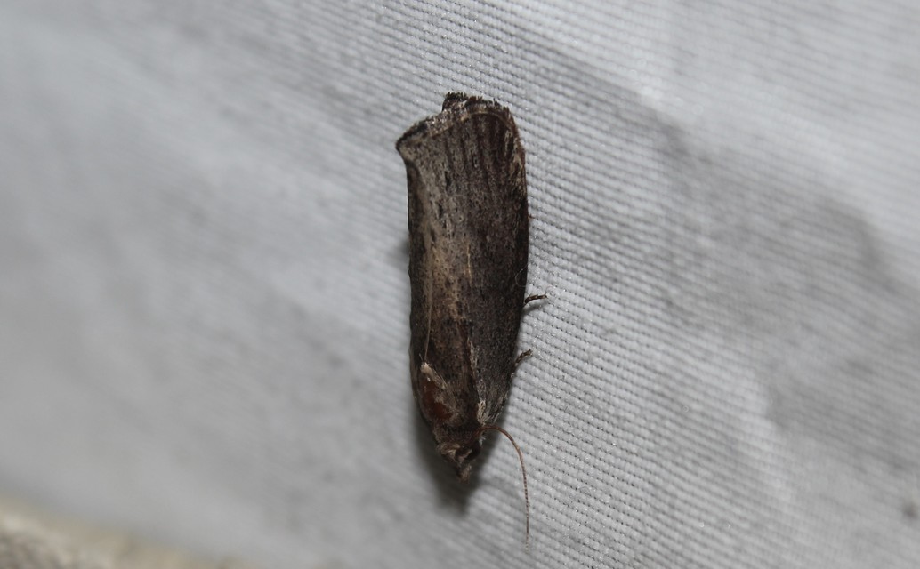 Galleria mellonella - nagy viaszmoly