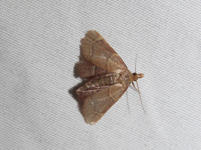 Hypsopygia rubidalis - vörös fényilonca