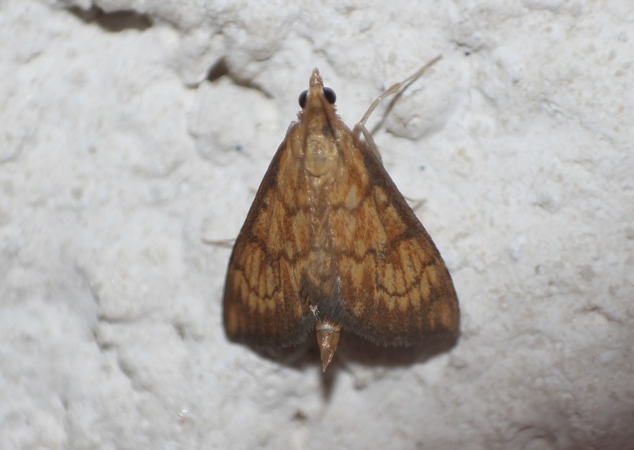 Ecpyrrhorrhoe rubiginalis - rozsdavörös tűzmoly
