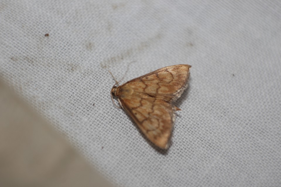 Ecpyrrhorrhoe rubiginalis - rozsdavörös tűzmoly