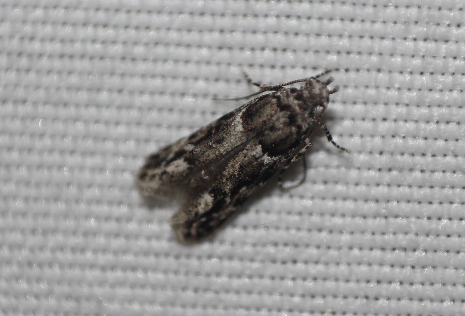 Recurvaria nanella - kis vörös-rügysodrómoly