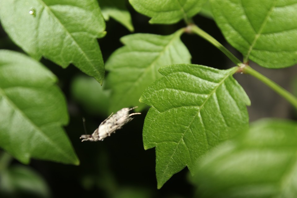 Carposina scirrhosella - közönséges csipkebogyómoly