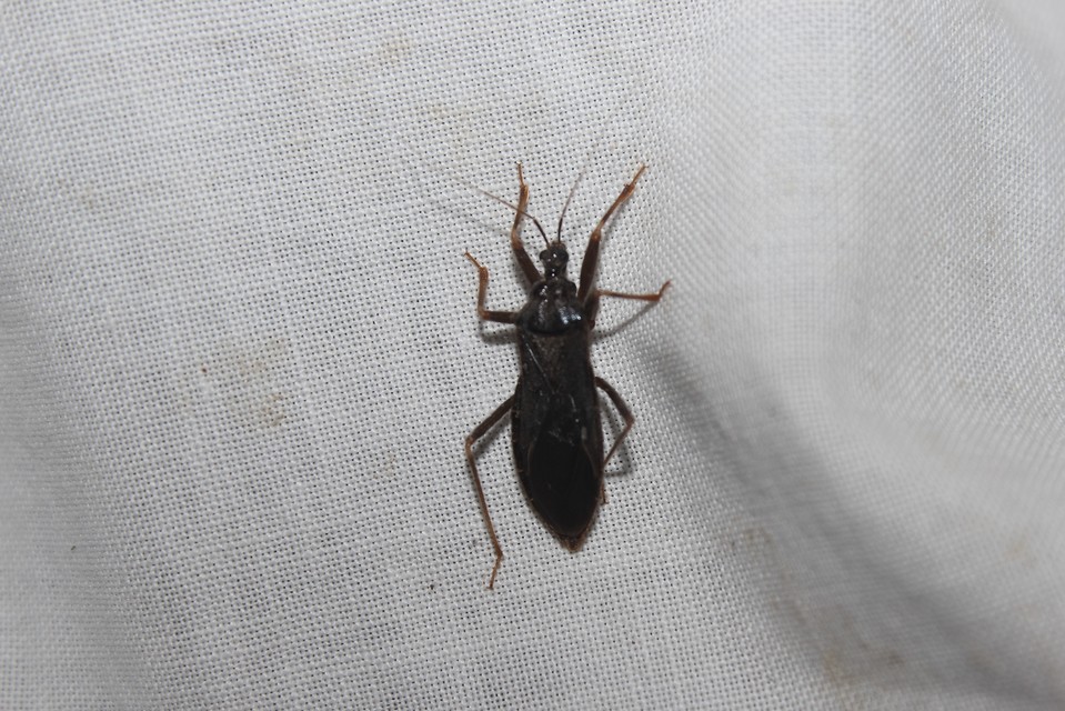 Reduvius personatus - szemetes zugpoloska