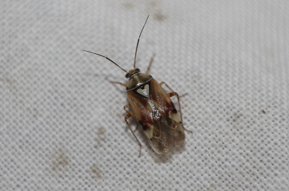 Lygus pratensis - változó mezeipoloska