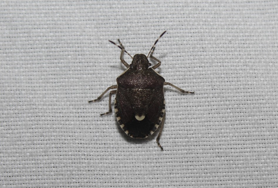 Holcostethus sphacelatus - holdas címerespoloska Holcostethus sphacelatus - holdas címerespoloska