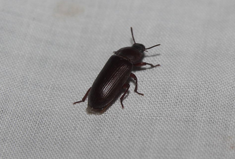 Tenebrio molitor - közönséges lisztbogár