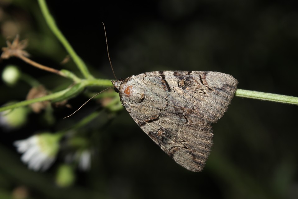 Catocala hymenaea - kökény-övesbagoly