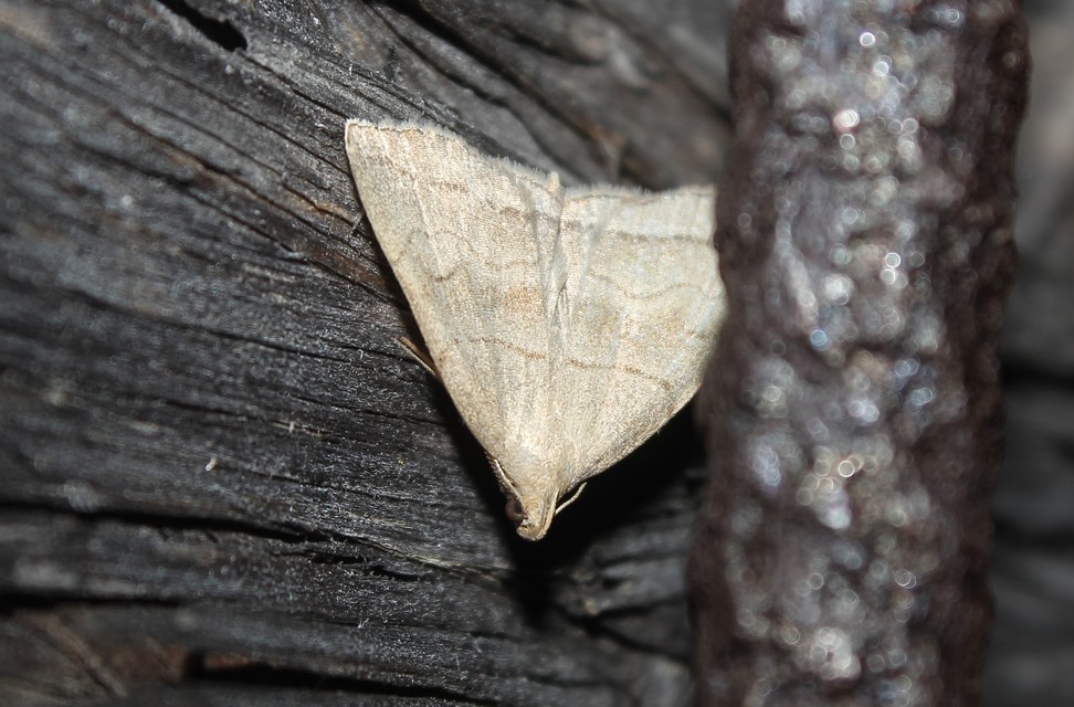 Herminia tarsicrinalis - szőröslábú karcsúbagoly