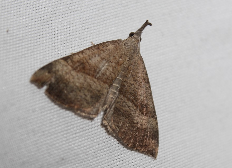 Hypena proboscidalis - ormányos karcsúbagoly