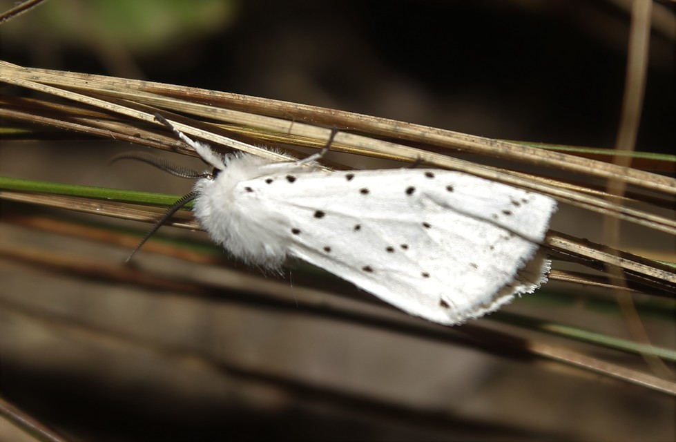 Spilosoma lubricipedum - tejszínű medvelepke