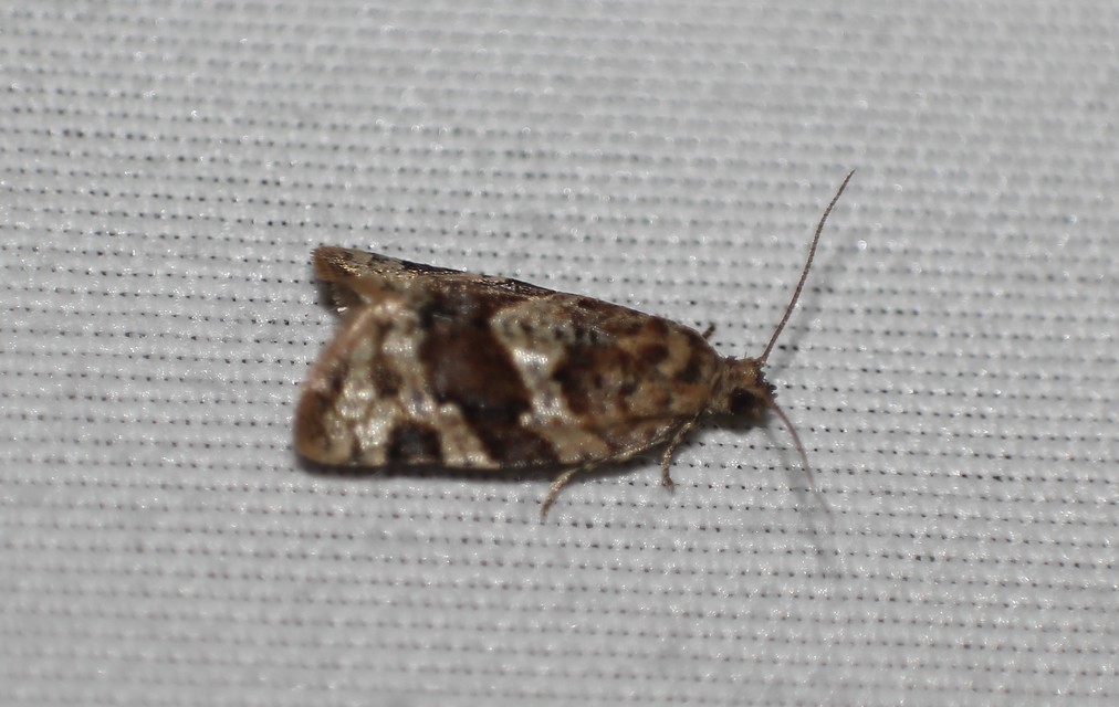 Argyrotaenia ljungiana - ékes sodrómoly