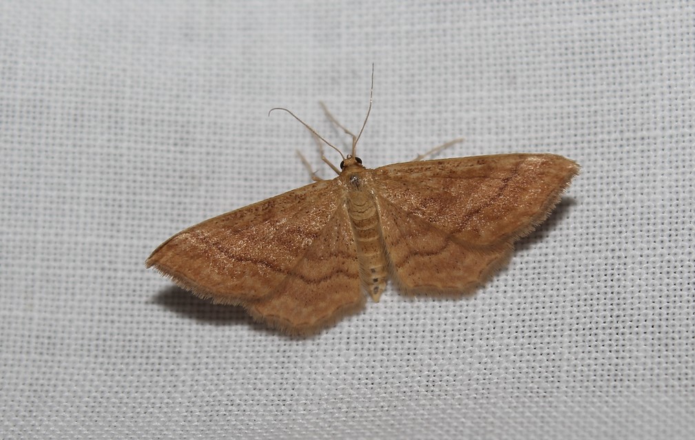 Idaea ochrata - okkerszínű sávosaraszoló