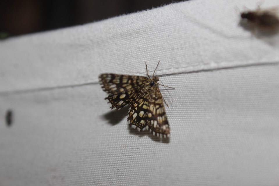 Chiasmia clathrata - rácsos rétiaraszoló