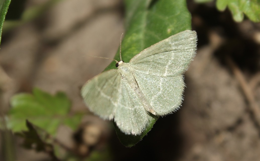 Chlorissa cloraria - sárgászöld araszoló