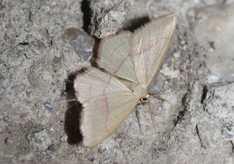 Rhodostrophia vibicaria - pirosszélű araszoló