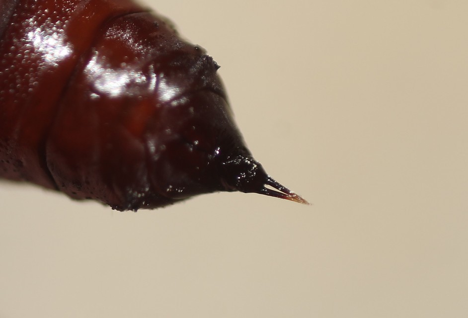 Pyrrhia umbra - iglicebagoly