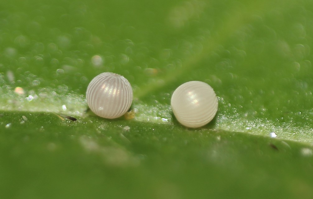 Polyphaenis sericata - selyemfényű erdeibagoly