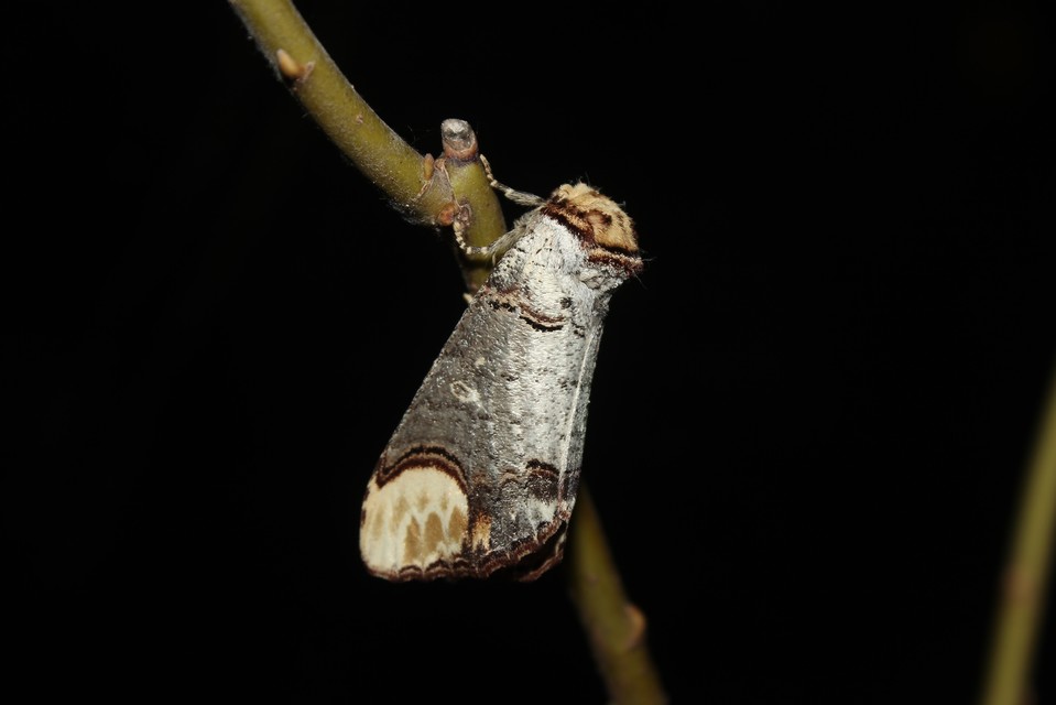 Phalera bucephala - sárgafoltos púposszövő