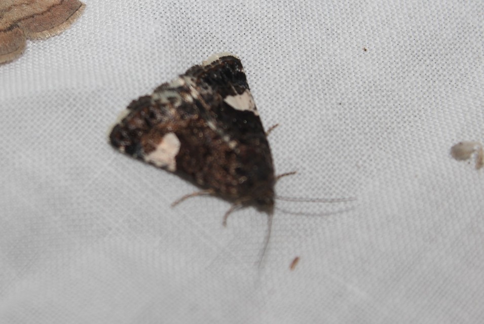 Tyta luctuosa - fekete nappalibagoly