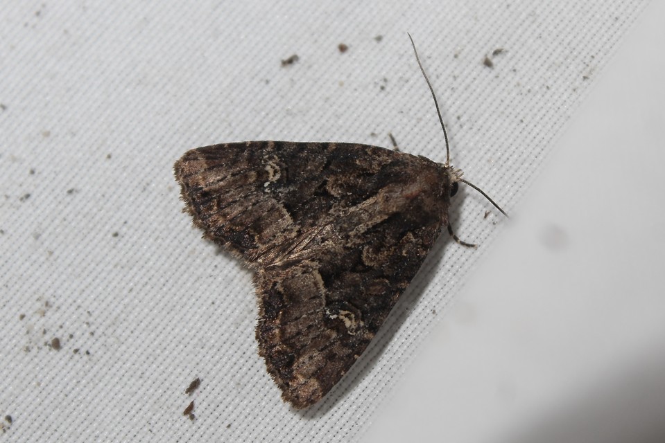 Mesapamea secalella/secalis