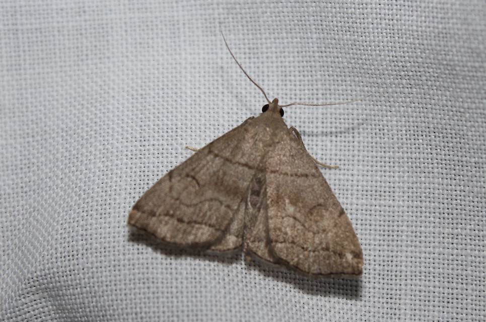 Herminia tarsicrinalis - szőröslábú karcsúbagoly