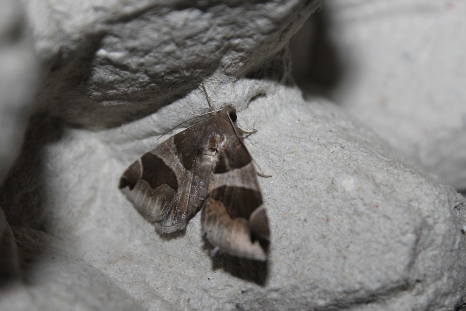 Dysgonia algira - déli porcelánbagoly