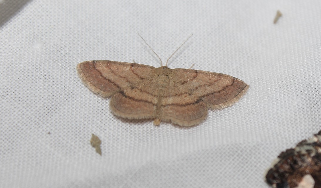 Scopula rubiginata - réti pirosaraszoló