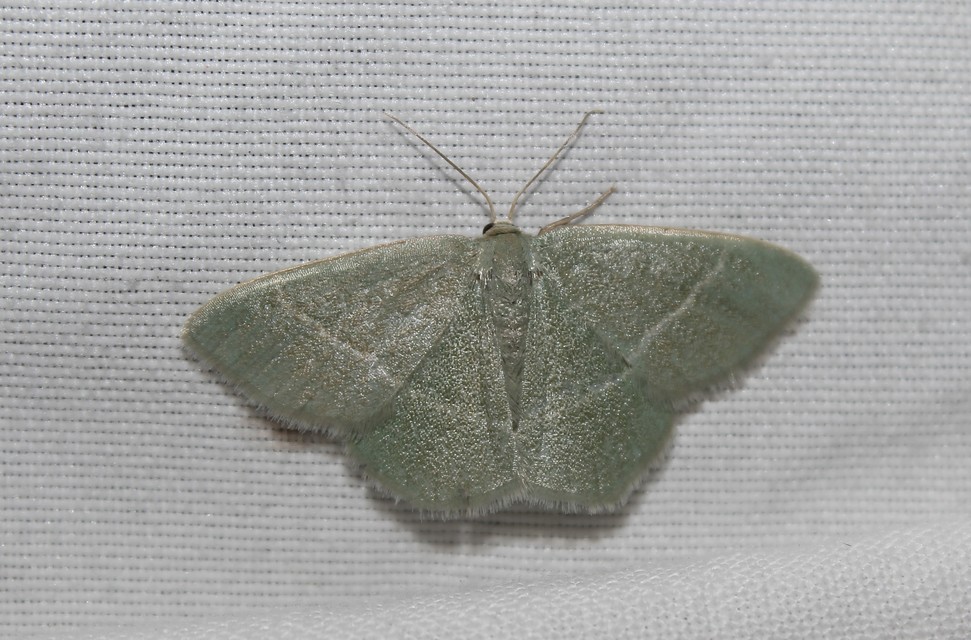 Chlorissa viridata - üdezöld araszoló