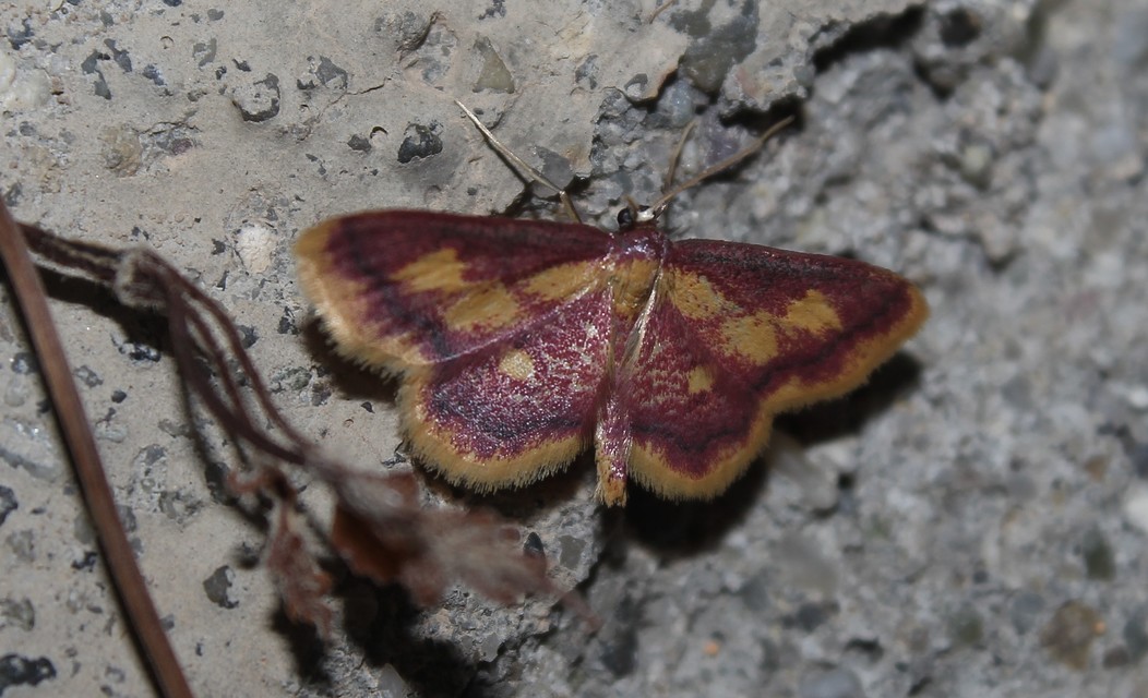 Idaea muricata - mocsári pirosaraszoló