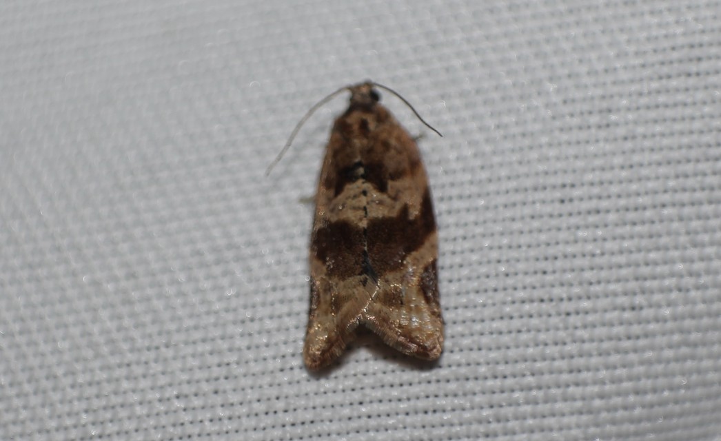Argyrotaenia ljungiana - ékes sodrómoly