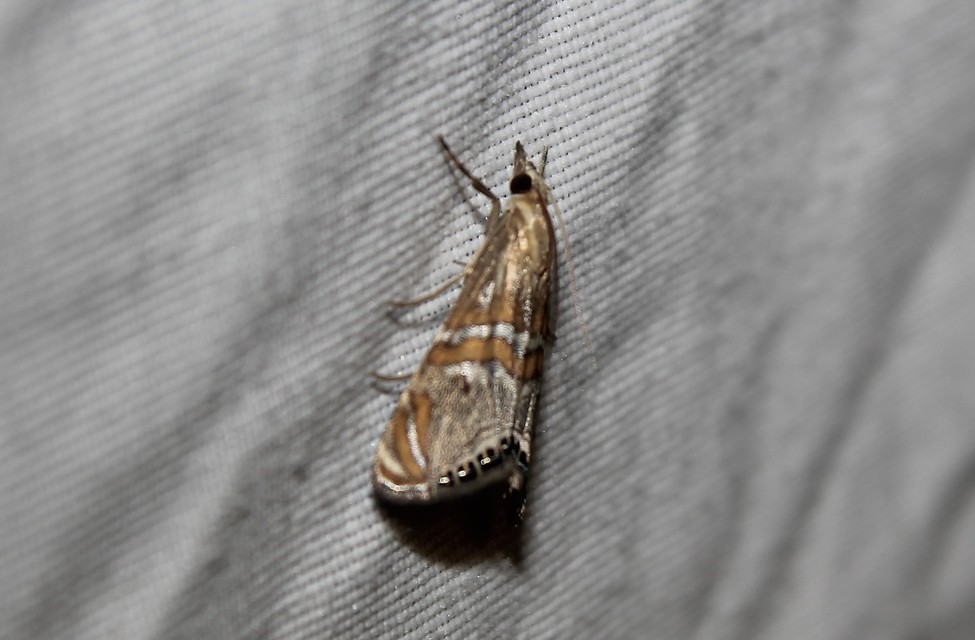 Euchromius bella - cifra mozaikmoly