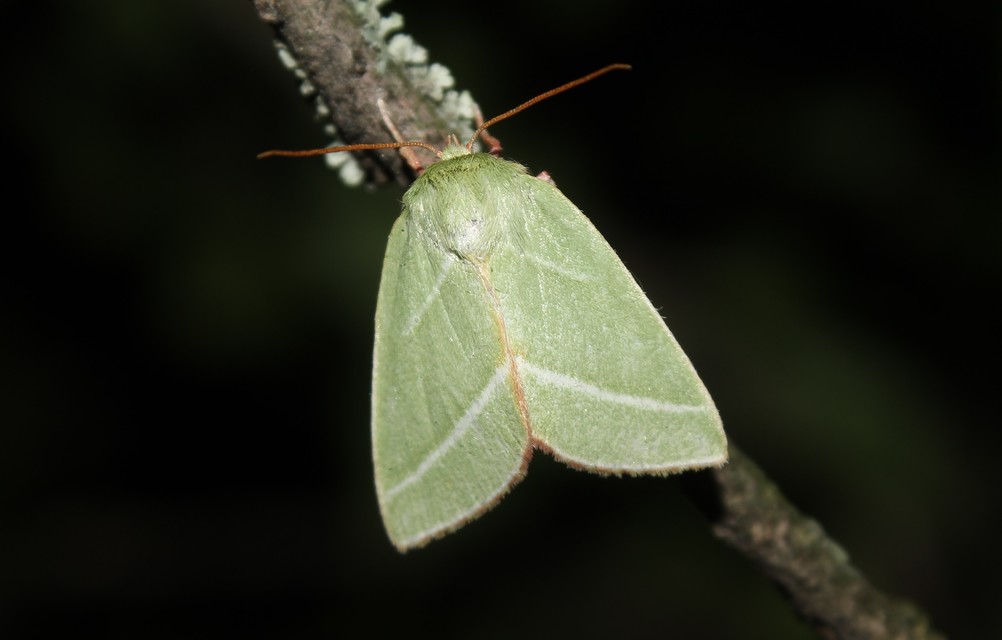 Pseudoips prasinana - bükkfa-zöldbagoly