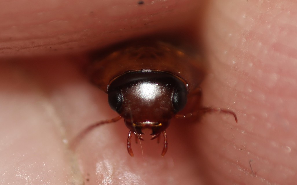 Liopterus haemorrhoidalis - rozsdás csíkbogár