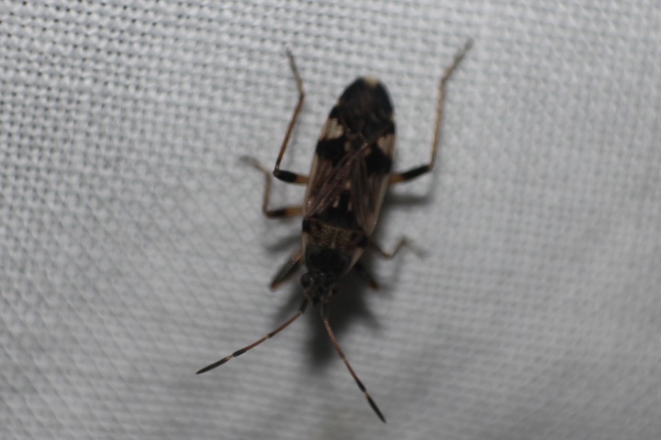 Beosus maritimus - homoki bodobács