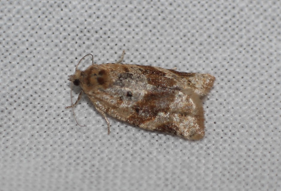 Argyrotaenia ljungiana - ékes sodrómoly