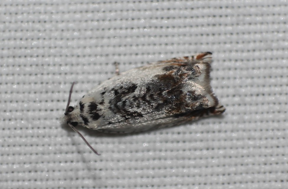 Ancylis laetana - fehér horgasmoly
