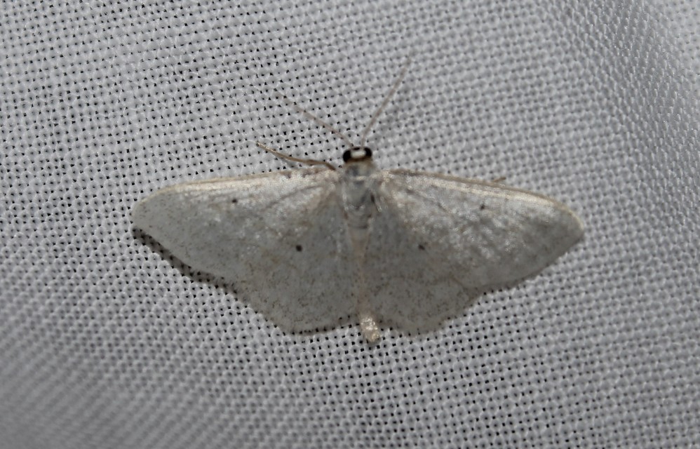 Idaea sylvestraria - szürke sávosaraszoló