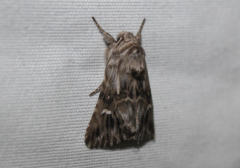 Calophasia lunula - gyújtoványfű-apróbagoly