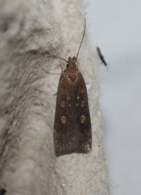 Helcystogramma triannulella - szuláksodró lápimoly