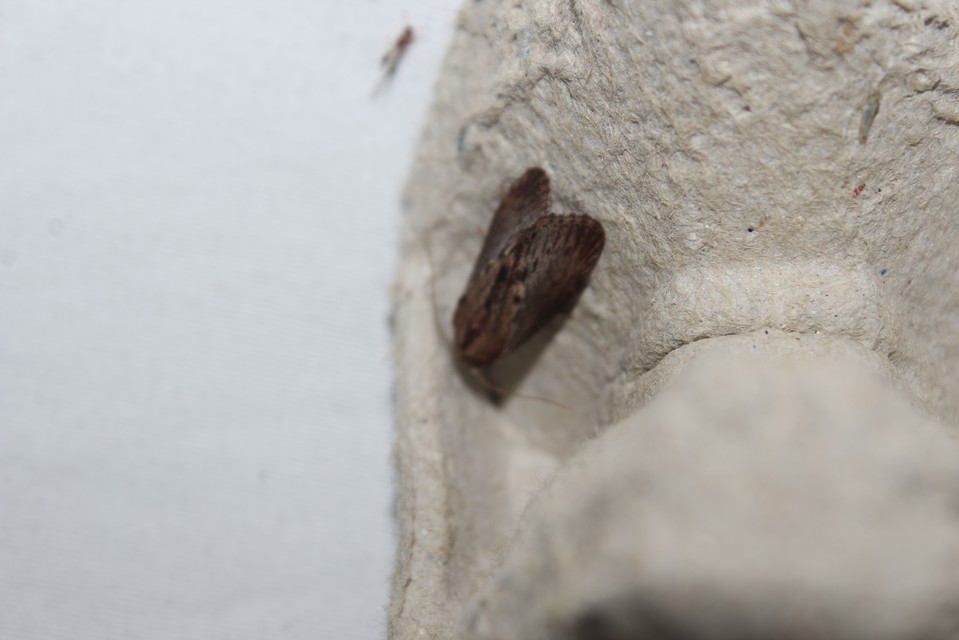 Galleria mellonella - nagy viaszmoly