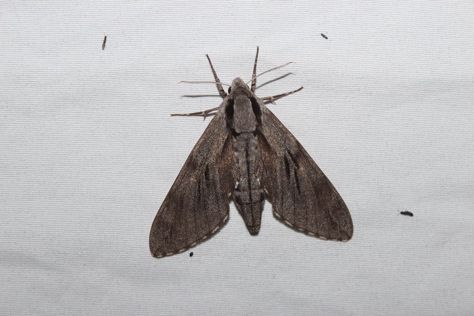 Hyloicus pinastri - fenyőszender