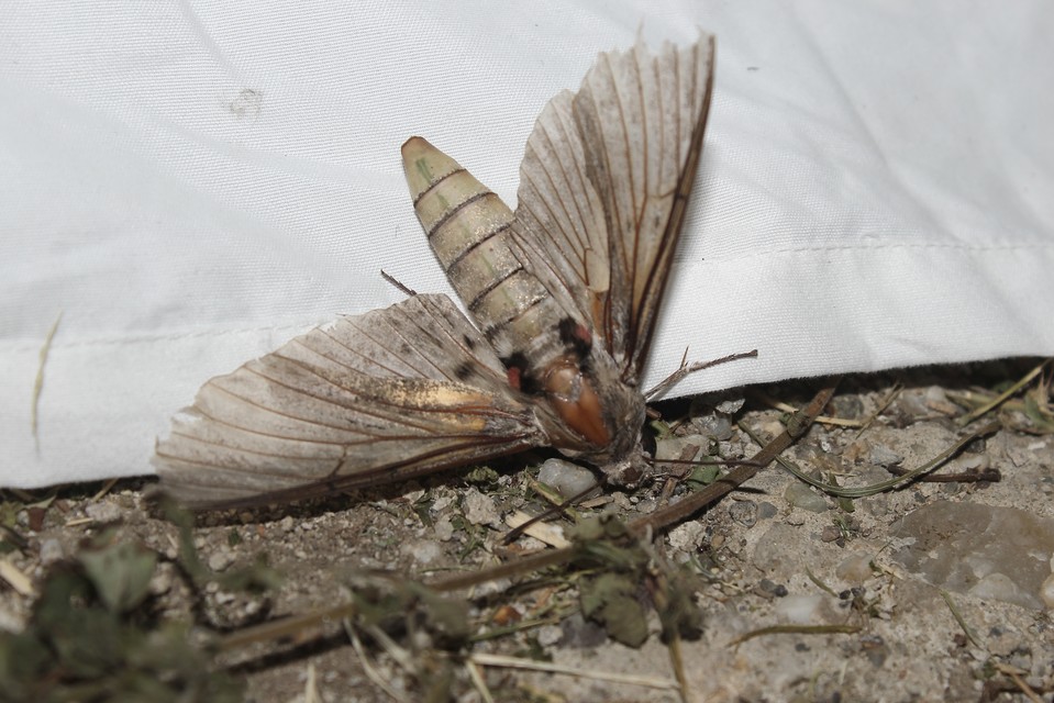 Agrius convolvuli - szulákszender