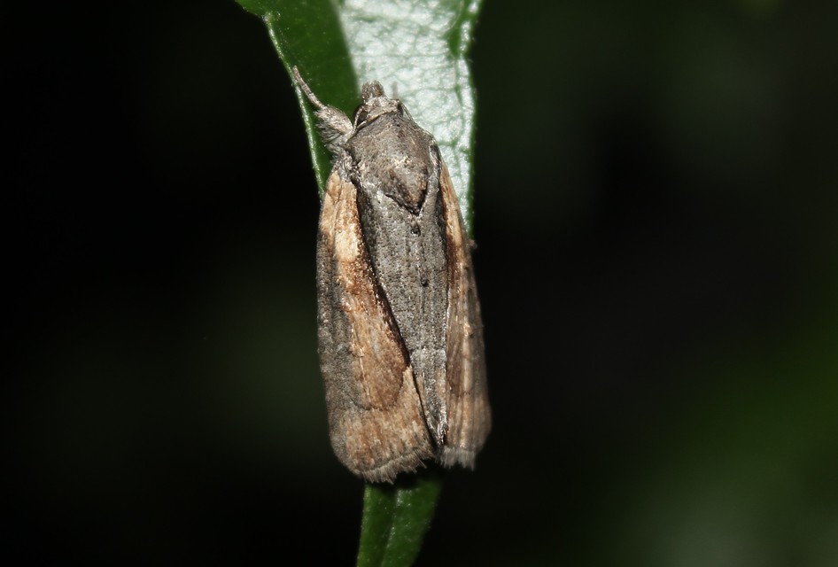 Bryophila raptricula/felina