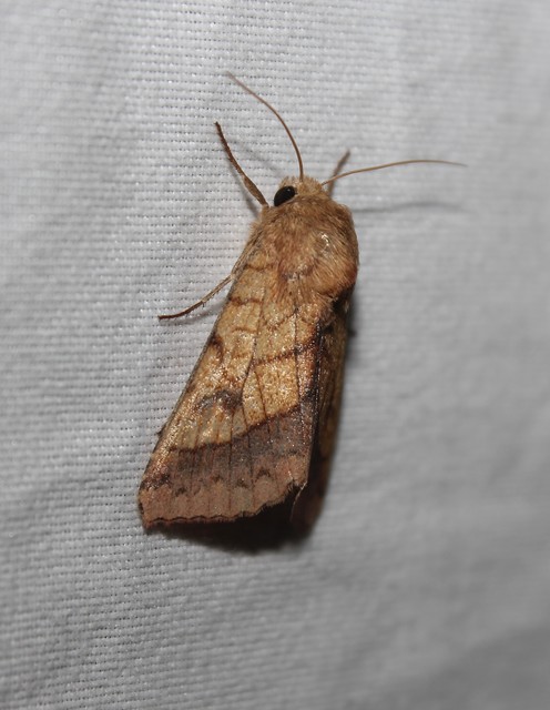 Pyrrhia umbra - iglicebagoly