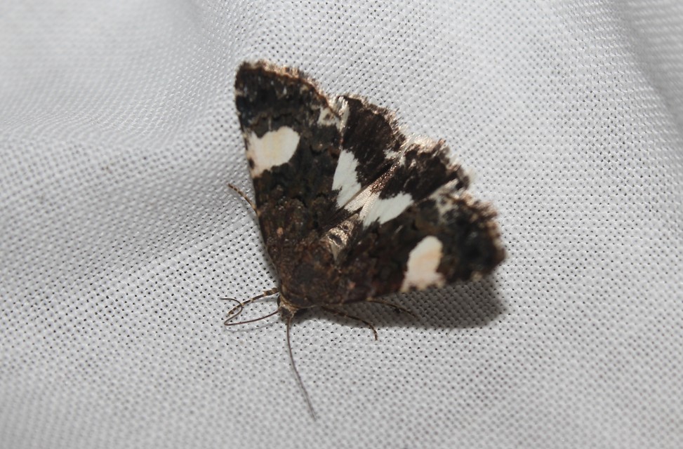 Tyta luctuosa - fekete nappalibagoly