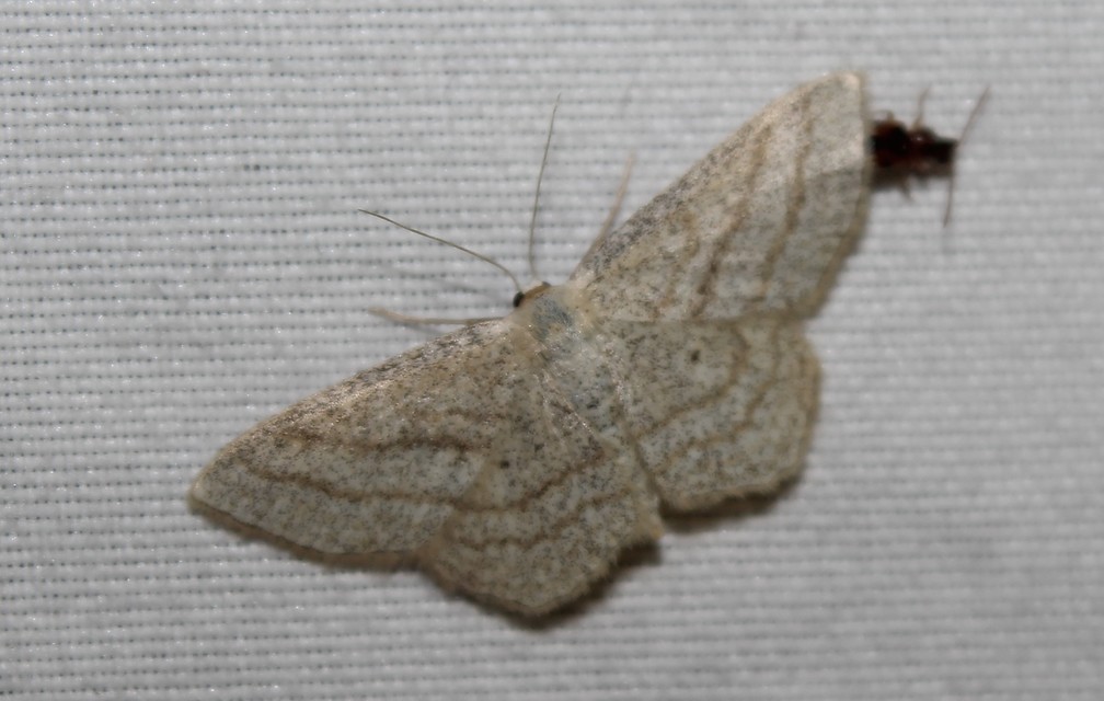 Scopula virgulata - vesszős sávosaraszoló