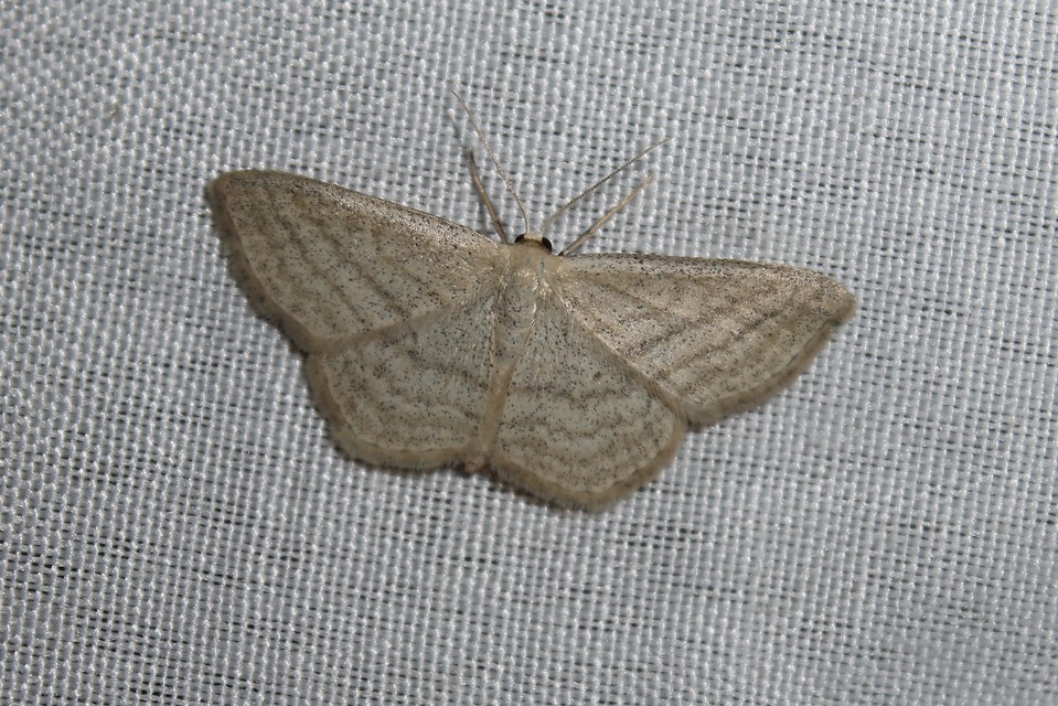 Scopula virgulata - vesszős sávosaraszoló